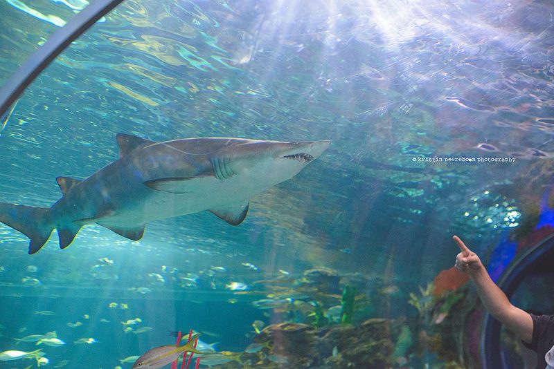 toronto ontario family photographer, ripley's aquarium