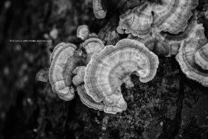 niagara falls macro photographer