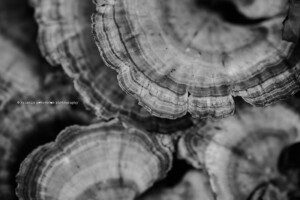 niagara falls macro photographer