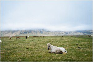 iceland photographer, traveling photographer, alliston photographer