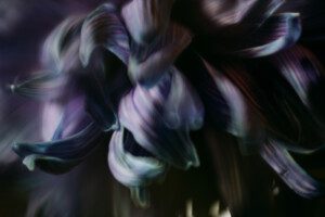 alliston photographer, barrie lifestyle photographer